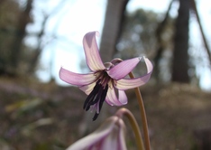 カタクリの花
