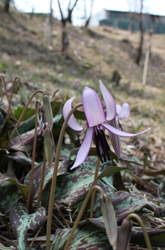 カタクリの花