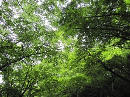 山笑う緑色の丹沢