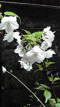 晴耕雨読