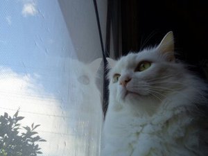 ねこ自慢しよう。