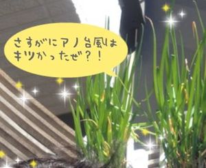 夏至「台風に負けなかった強い子」