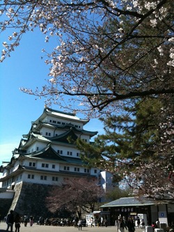 開府400年　名古屋城の桜