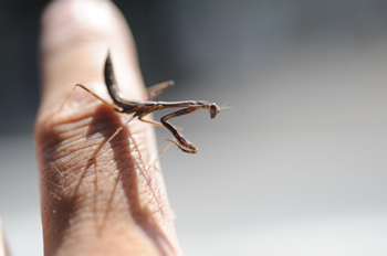 カマキリをさがせ!
