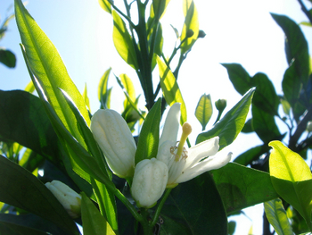 ミカンの花