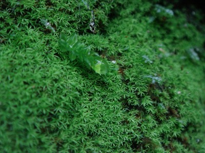 苔玉