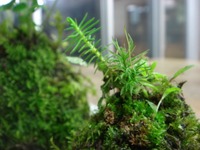 苔玉