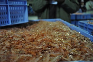 桜えび 史上最高値!2009秋漁