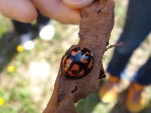 「春の森で遊ぼ」森のようちえん