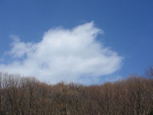 「春の森で遊ぼ」森のようちえん