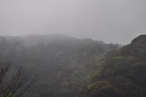 植林《森とま》番外編 丸子へ