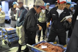 世界一速い、桜えびニュース『2010秋漁 史上最高値更新』