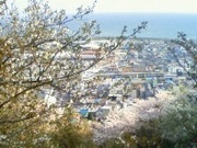 御殿山さくら祭り