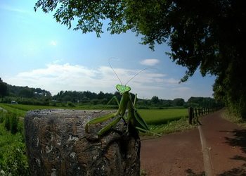 カマキリをさがせ!