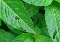 藍染め