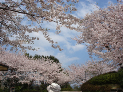 陣笠山公園が旬!