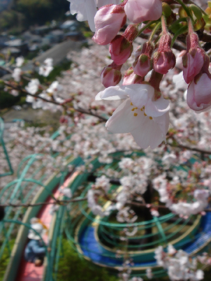 陣笠山公園が旬!
