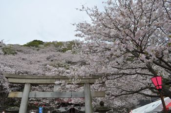 蒲原 御殿山桜まつりとご注意