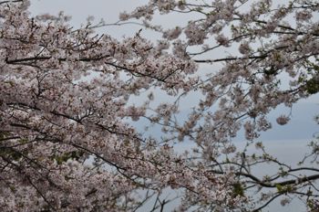 蒲原 御殿山桜まつりとご注意