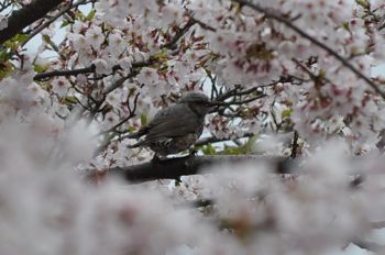 蒲原 御殿山桜まつりとご注意
