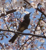 陣笠山公園が旬!