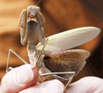 カマキリをさがせ!