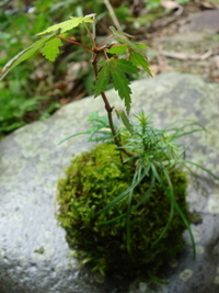 苔玉