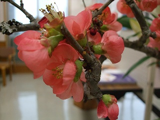 委嘱状交付式のお花 委嘱状交付式のお花