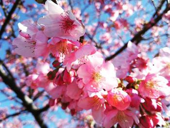 みぃさんのシフォンケーキ工房の窓に桜を描きました。 みぃさんのシフォンケーキ工房の窓に桜を描きました。