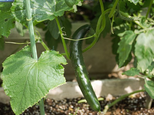野菜