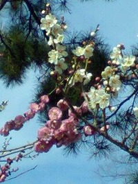 おみくじ