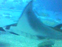 チュら海水族館