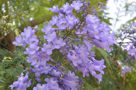 きれいな青紫のお花が～♪
