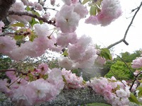 まだまだ楽しめる「桜」（静岡県立美術館裏）