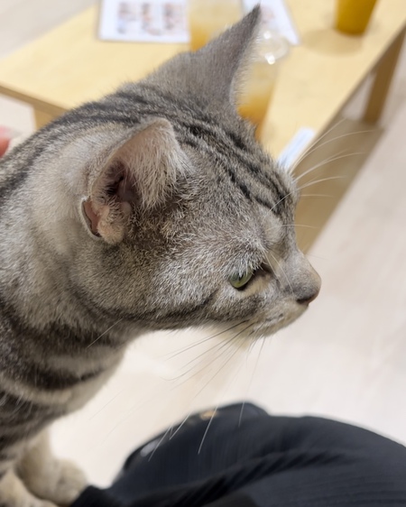 はじめての○○カフェ☺ はじめての○○カフェ☺