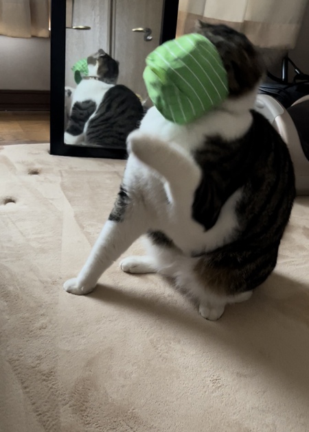 猫用ガチャガチャ☺ 猫用ガチャガチャ☺