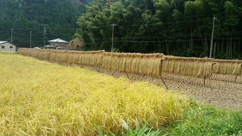 今年も稲刈りの時期になりました。
