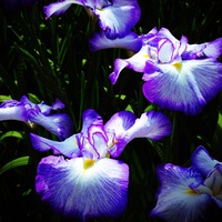 花菖蒲観賞会に行ってきた♪ 花菖蒲観賞会に行ってきた♪