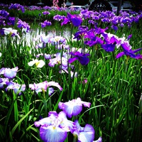 花菖蒲観賞会に行ってきた♪