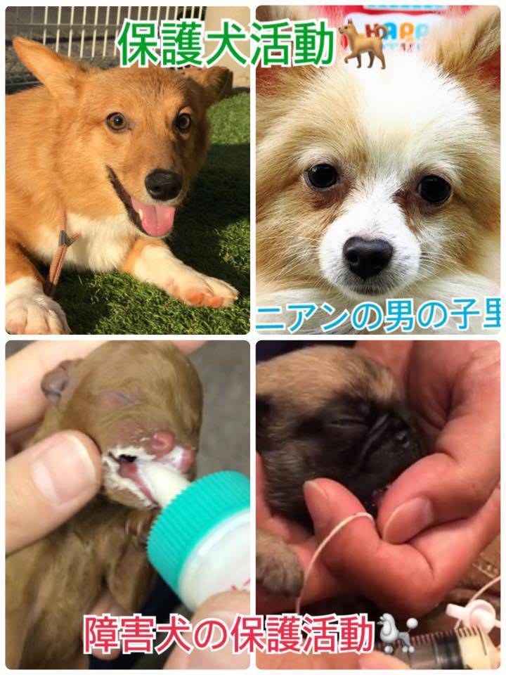 保護犬、障害犬 保護犬、障害犬