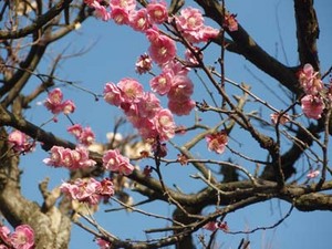 梅に鶯