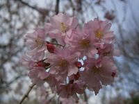 「国立遺伝子学研究所」の桜