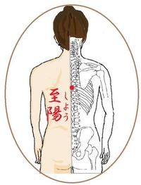 至陽(しよう)というツボ