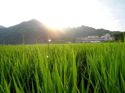 五臓六腑の原穴(げんけつ) 太衝の巻