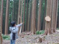 森とま伐採見学会+森林運動会