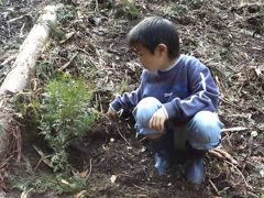 植林は楽し。