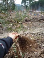 森とま植林体験