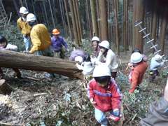 伐採見学会、やります。