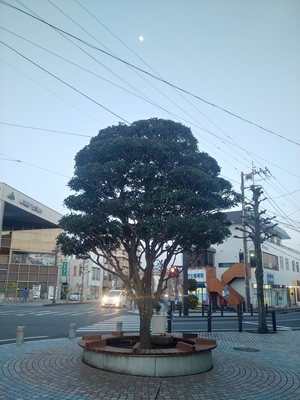 モッコク モッコク