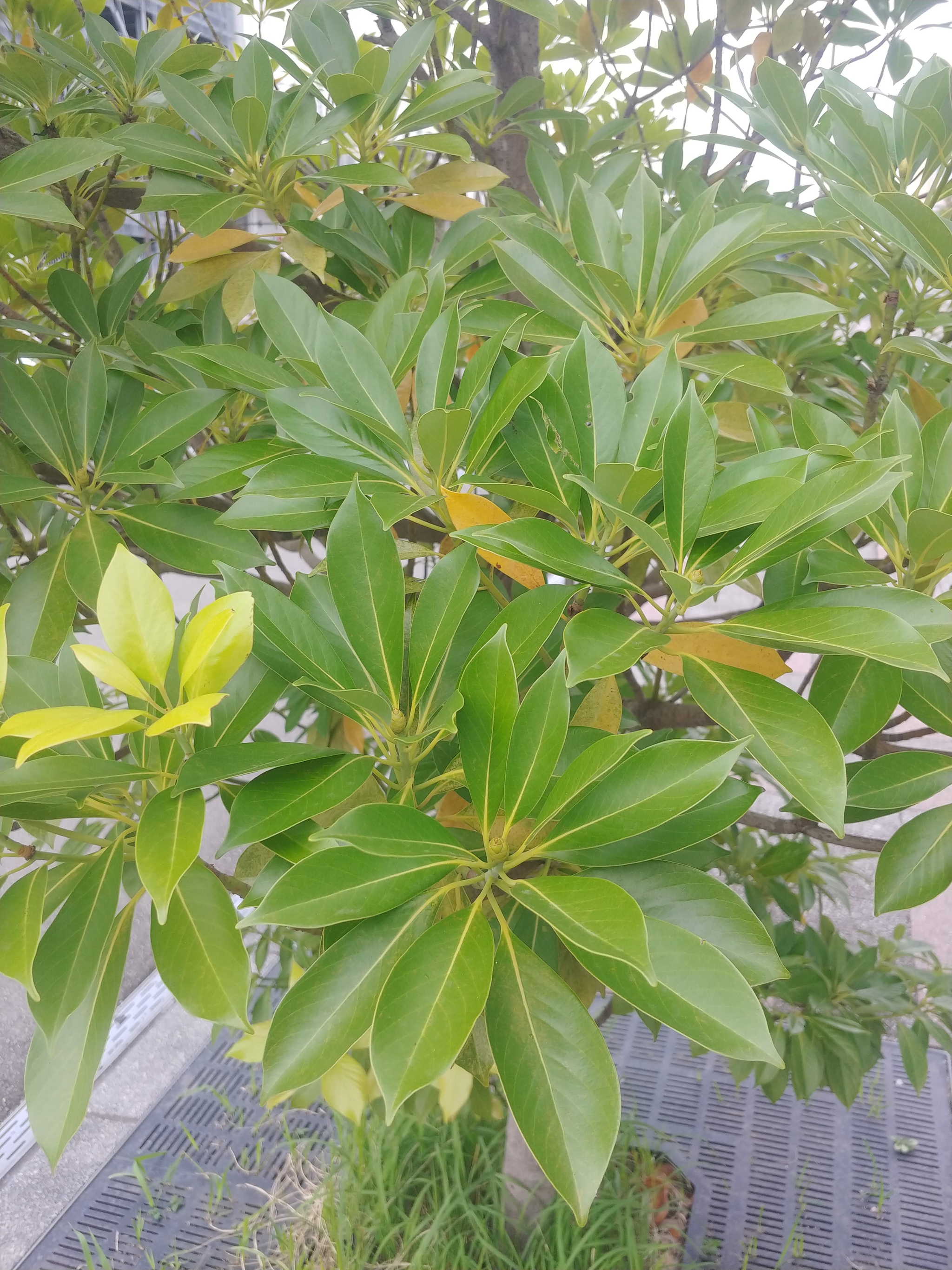 タブノキ タブノキ